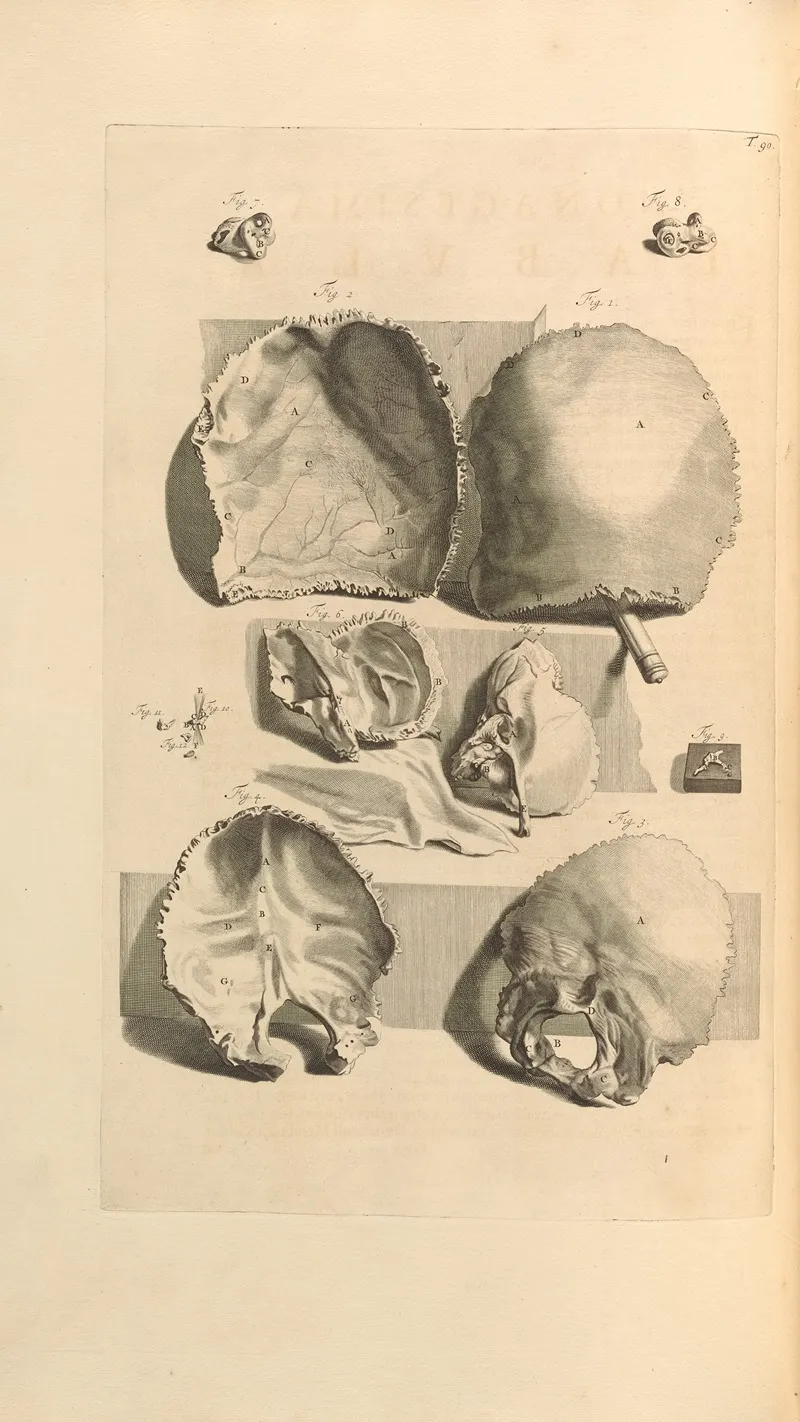 Anatomia Humani Corporis Pl 091