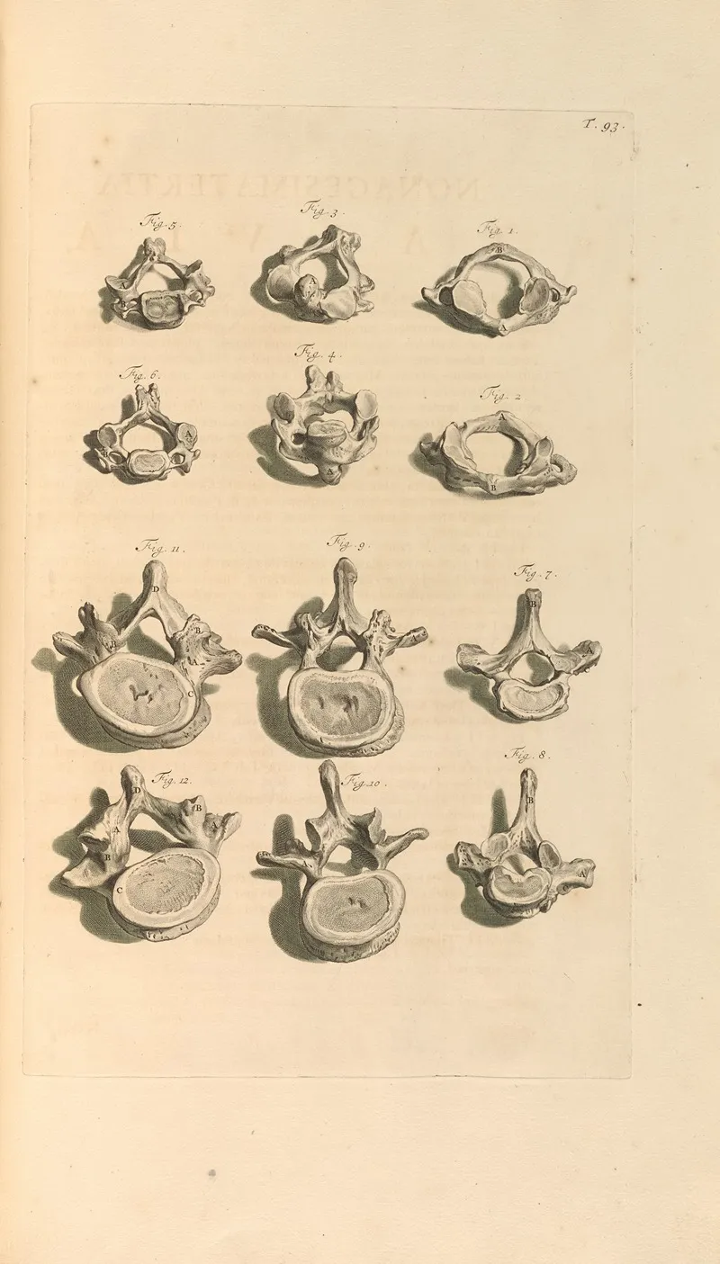 Anatomia Humani Corporis Pl 094