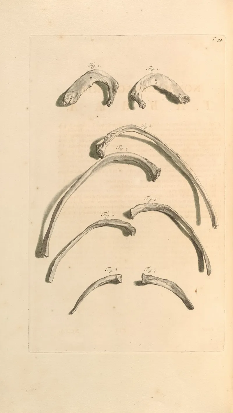 Anatomia Humani Corporis Pl 095