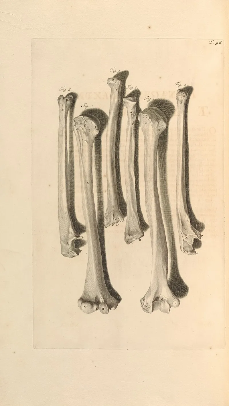 Anatomia Humani Corporis Pl 097