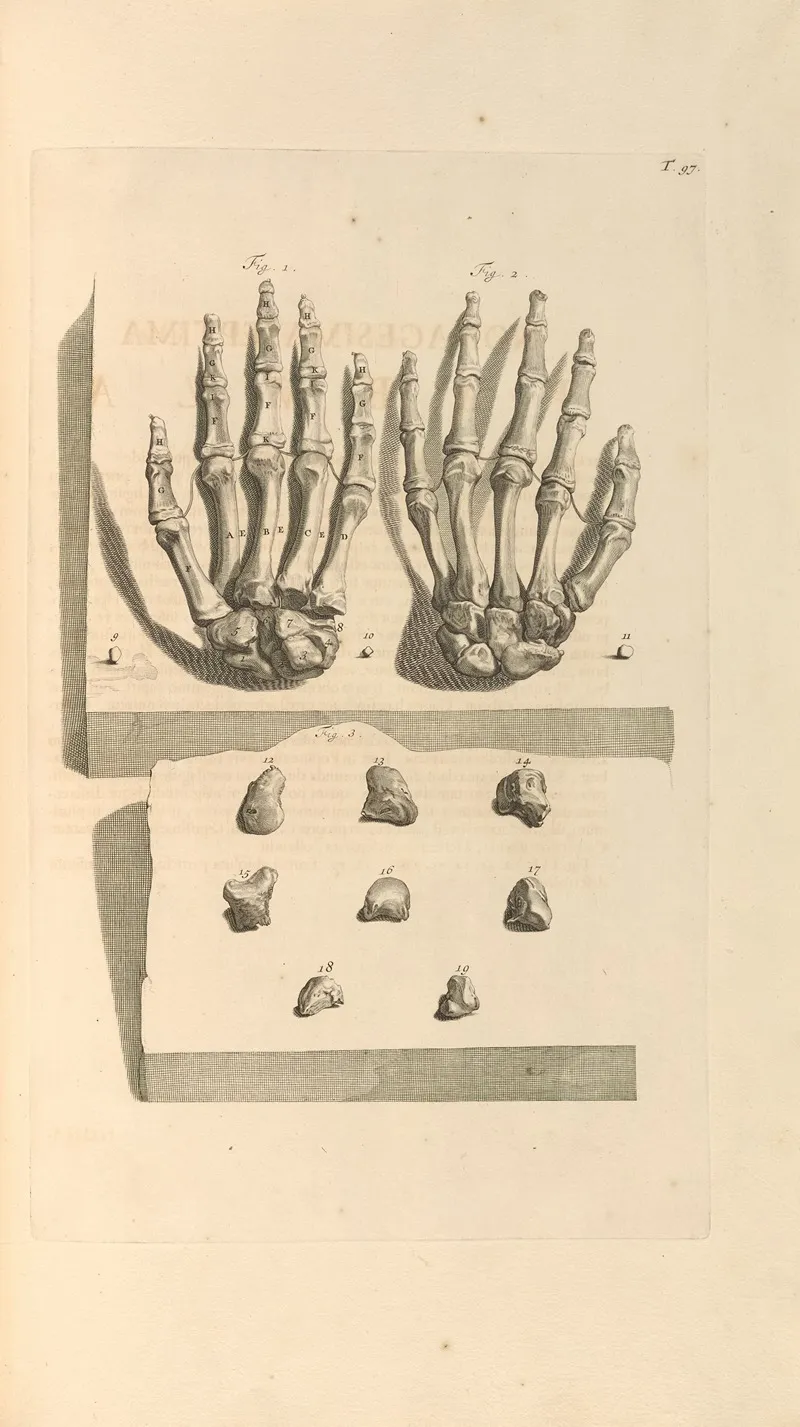 Anatomia Humani Corporis Pl 098