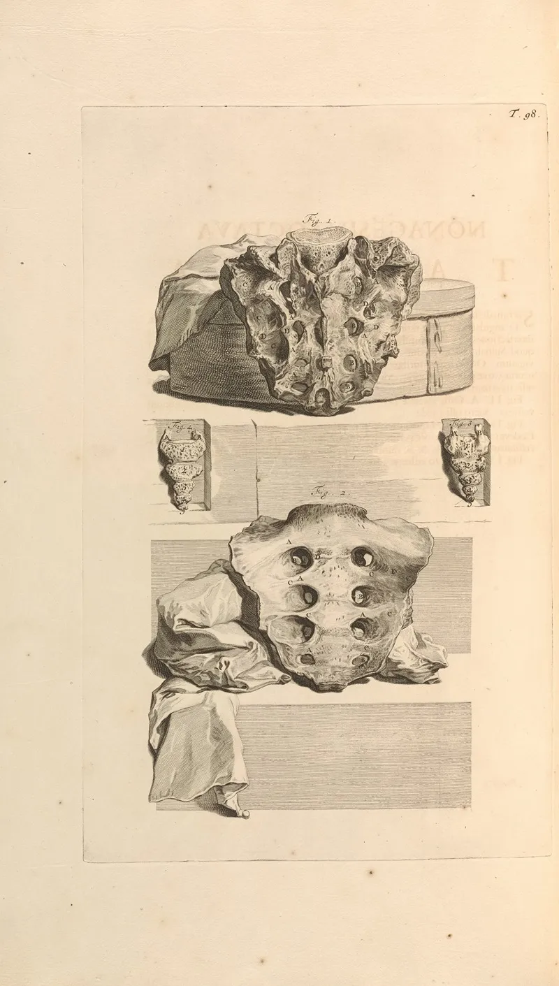 Anatomia Humani Corporis Pl 099