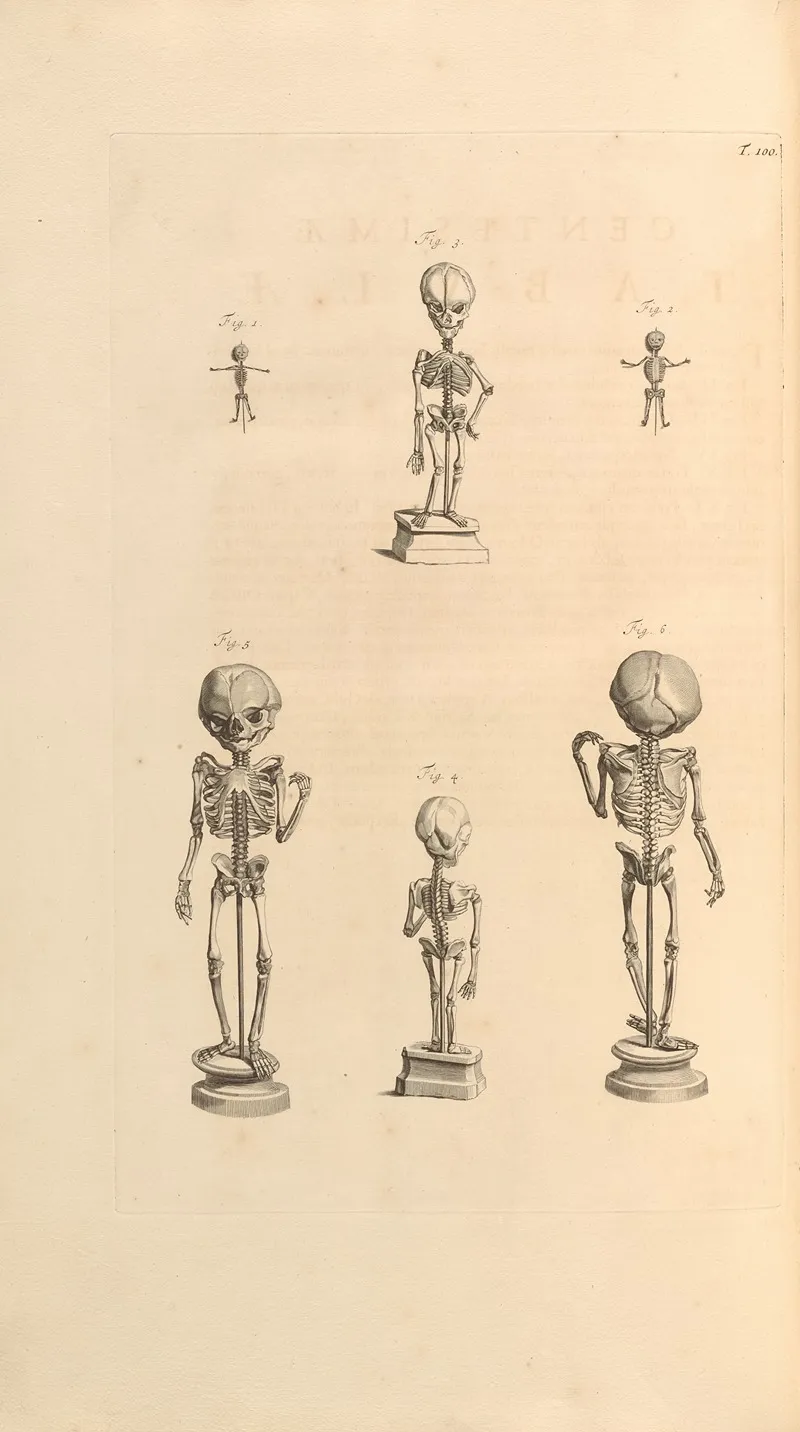 Anatomia Humani Corporis Pl 101