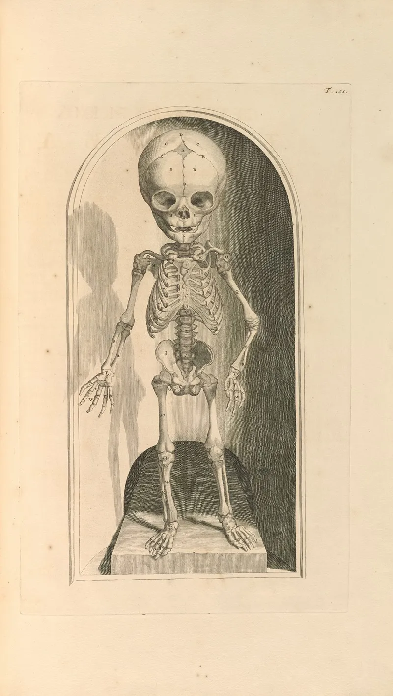 Anatomia Humani Corporis Pl 102
