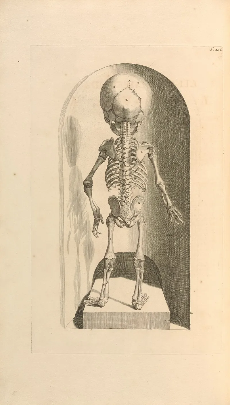 Anatomia Humani Corporis Pl 103