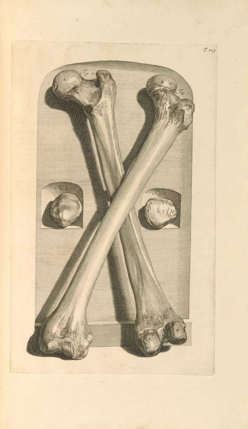 Anatomia Humani Corporis Pl 104