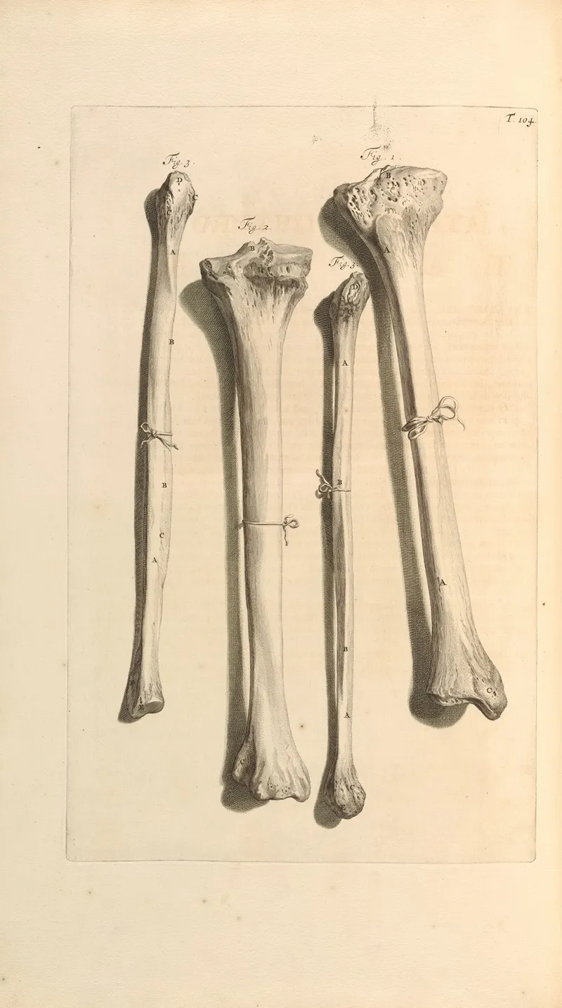 Anatomia Humani Corporis Pl 105