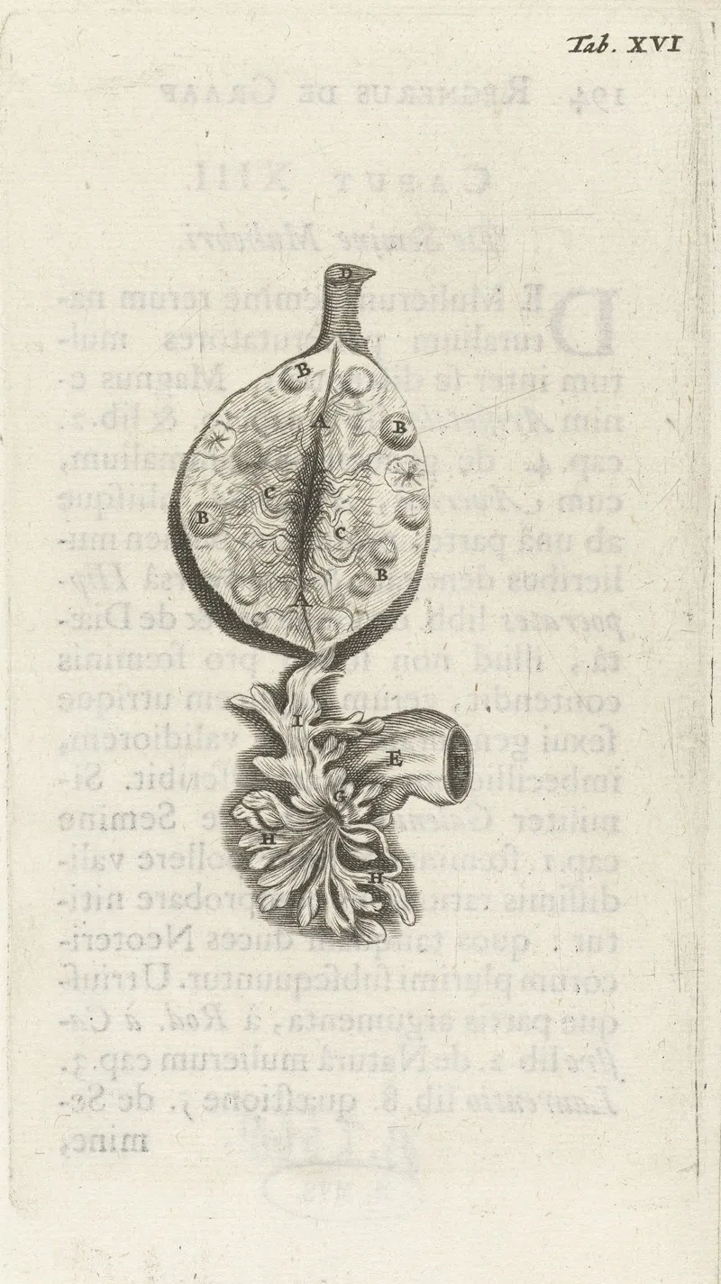 Anatomical Illustration Of An Ovary by Hendrik Bary - Canvas Print