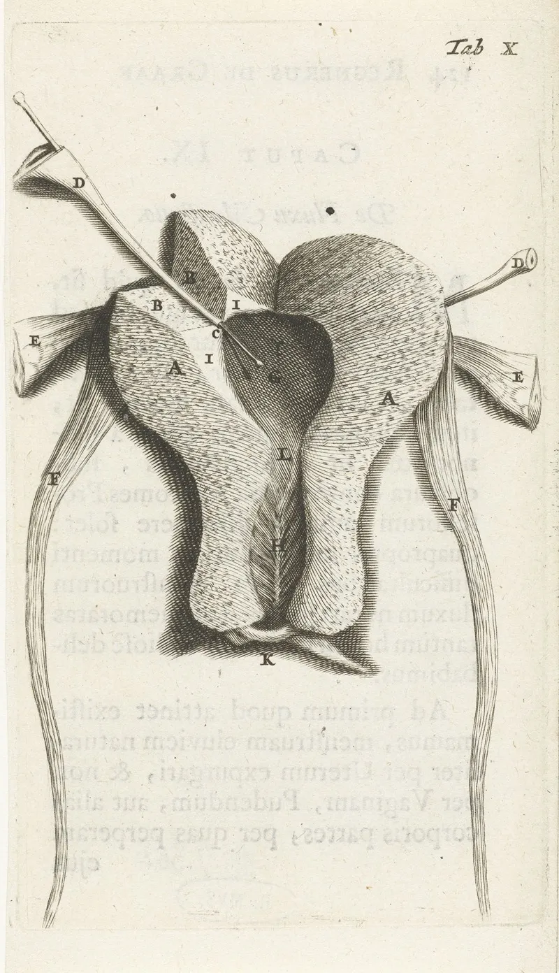 Anatomical Illustration Of The Inside Of The Uterus 2 by Hendrik Bary - Canvas Print