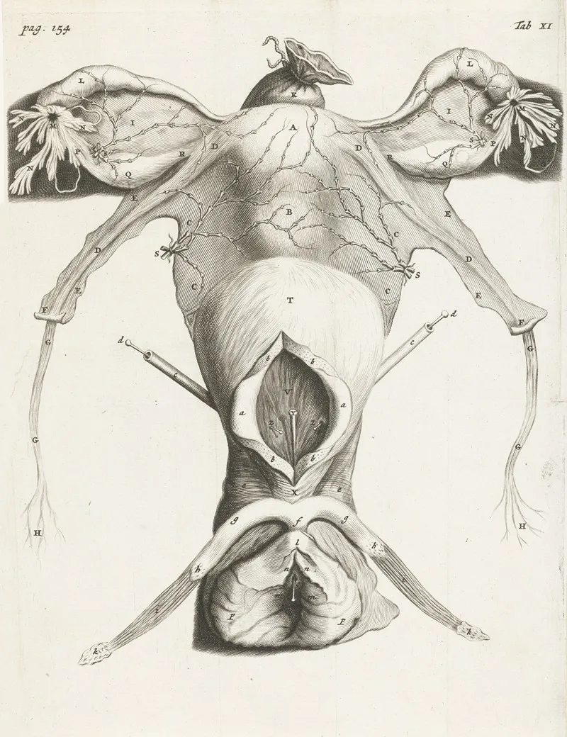 Anatomical Image Of The Uterus In Enlarged Form 2 by Hendrik Bary - Canvas Print