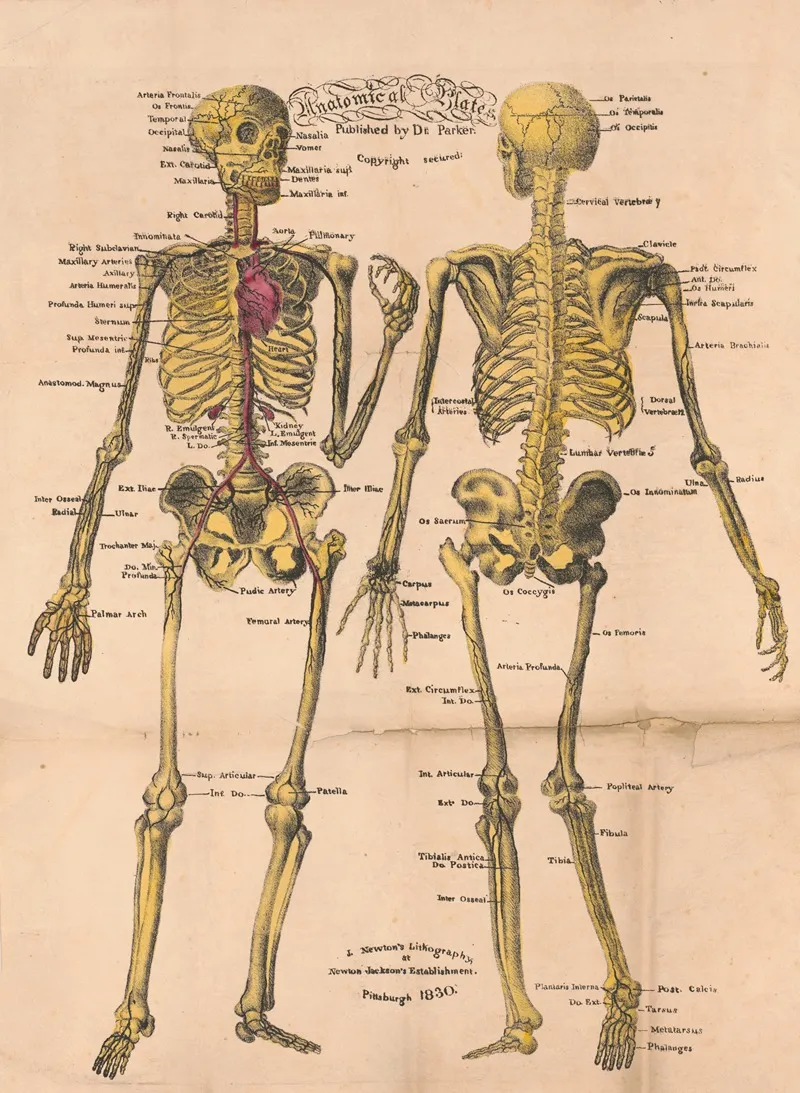 Anatomical Plates