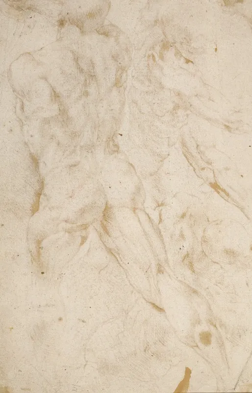 Anatomical Studies 2 by Peter Paul Rubens - Canvas Print