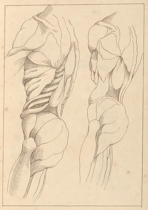 Anatomical Studies Of A Body by Hamlet Winstanley - Canvas Print