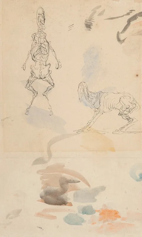 Anatomical Studies Of A Goat