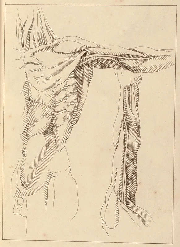 Anatomical Studies Of A Torso by Hamlet Winstanley - Canvas Print