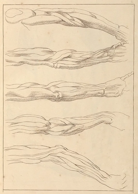 Anatomical Studies Of Arms 2 by Hamlet Winstanley - Canvas Print