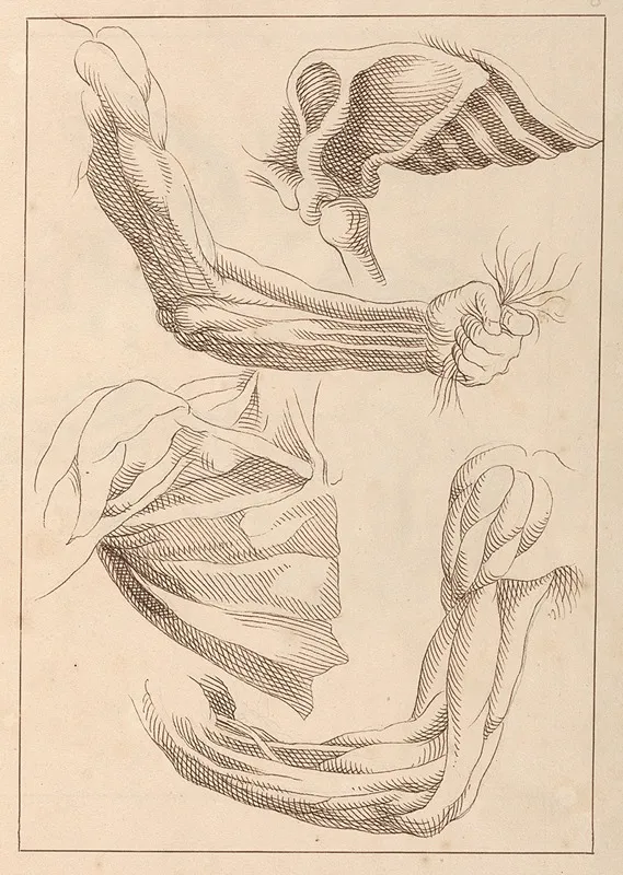 Anatomical Studies Of Arms And Shoulders