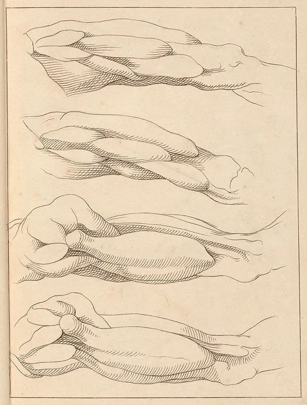 Anatomical Studies Of Legs 4 by Hamlet Winstanley - Canvas Print
