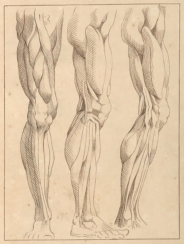 Anatomical Studies Of Legs 5 by Hamlet Winstanley - Canvas Print