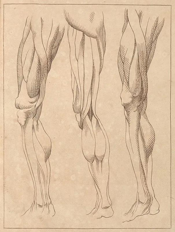 Anatomical Studies Of Legs by Hamlet Winstanley - Canvas Print