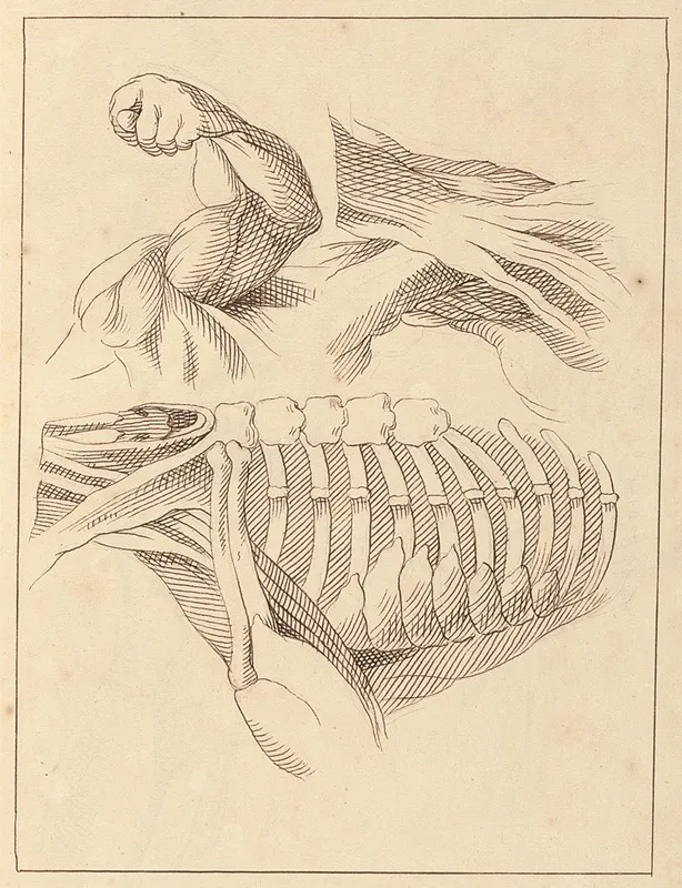 Anatomical Studies Of Shoulders by Hamlet Winstanley - Canvas Print