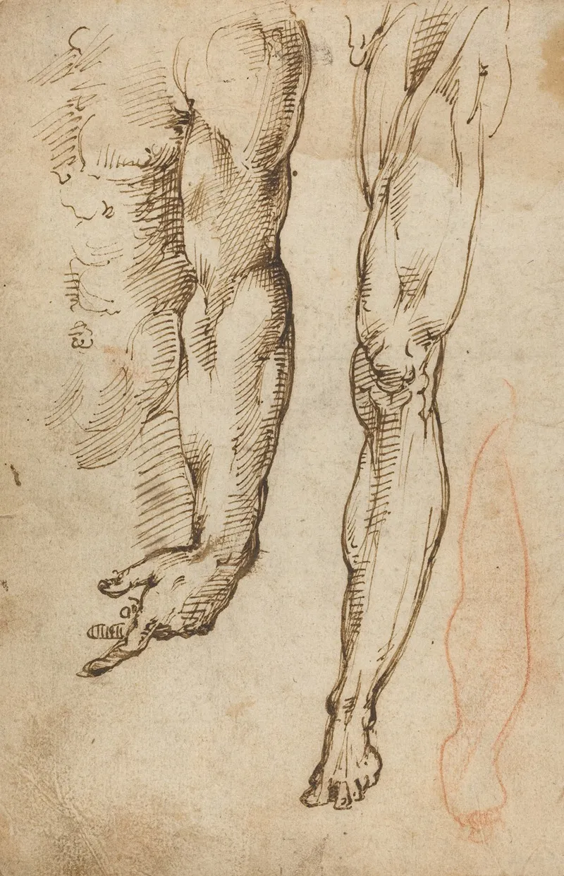 Anatomical Studies by Domenico Beccafumi - Canvas Print