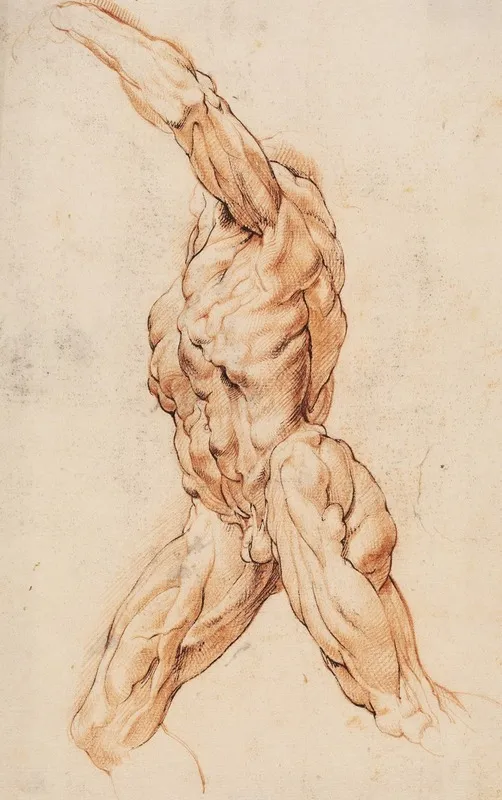 Anatomical Study Ecorches Walking Flayed Man Turned To The Left by Willem Panneels - Canvas Print