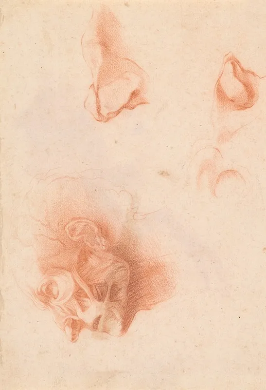 Anatomical Study Face In Profile