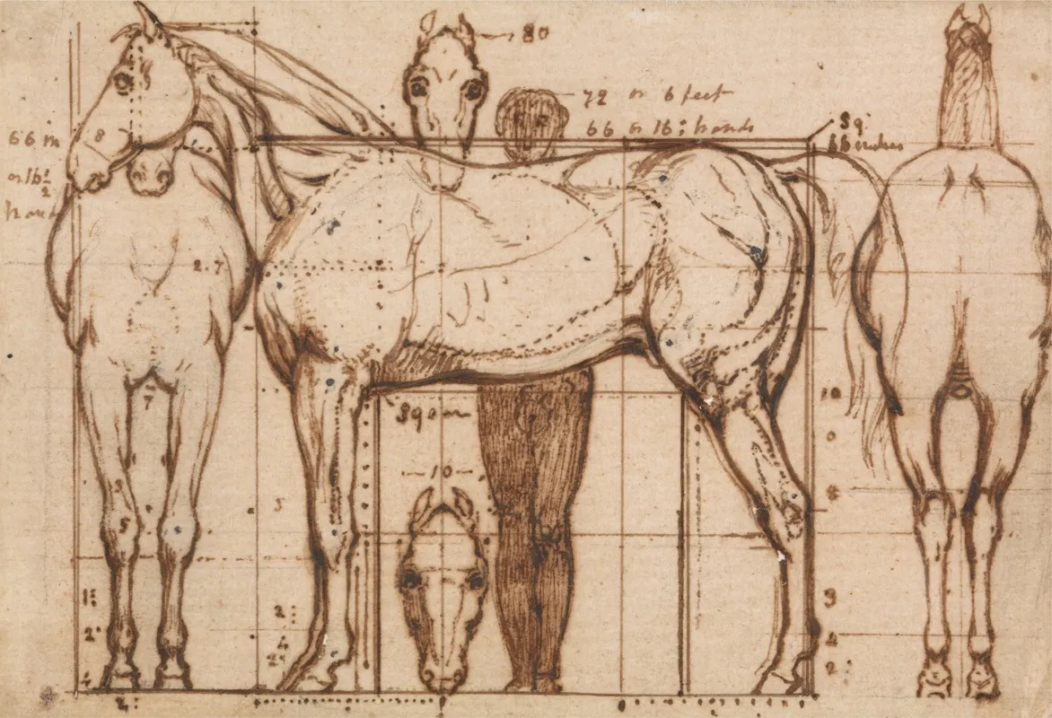 Anatomical Study Of A Horse