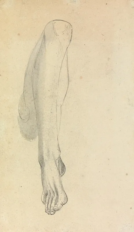 Anatomical Study Of A Leg