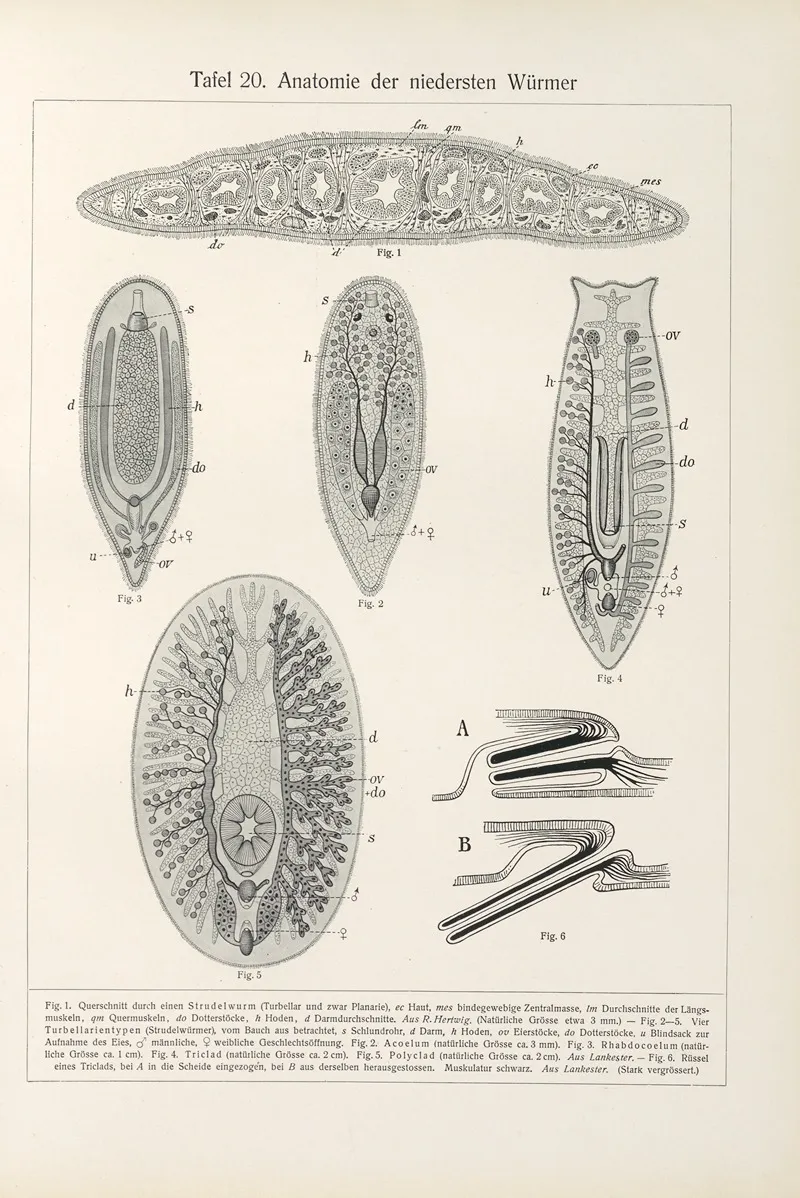 Anatomie Der Niedersten Wurmer by Konrad Guenther - Canvas Print