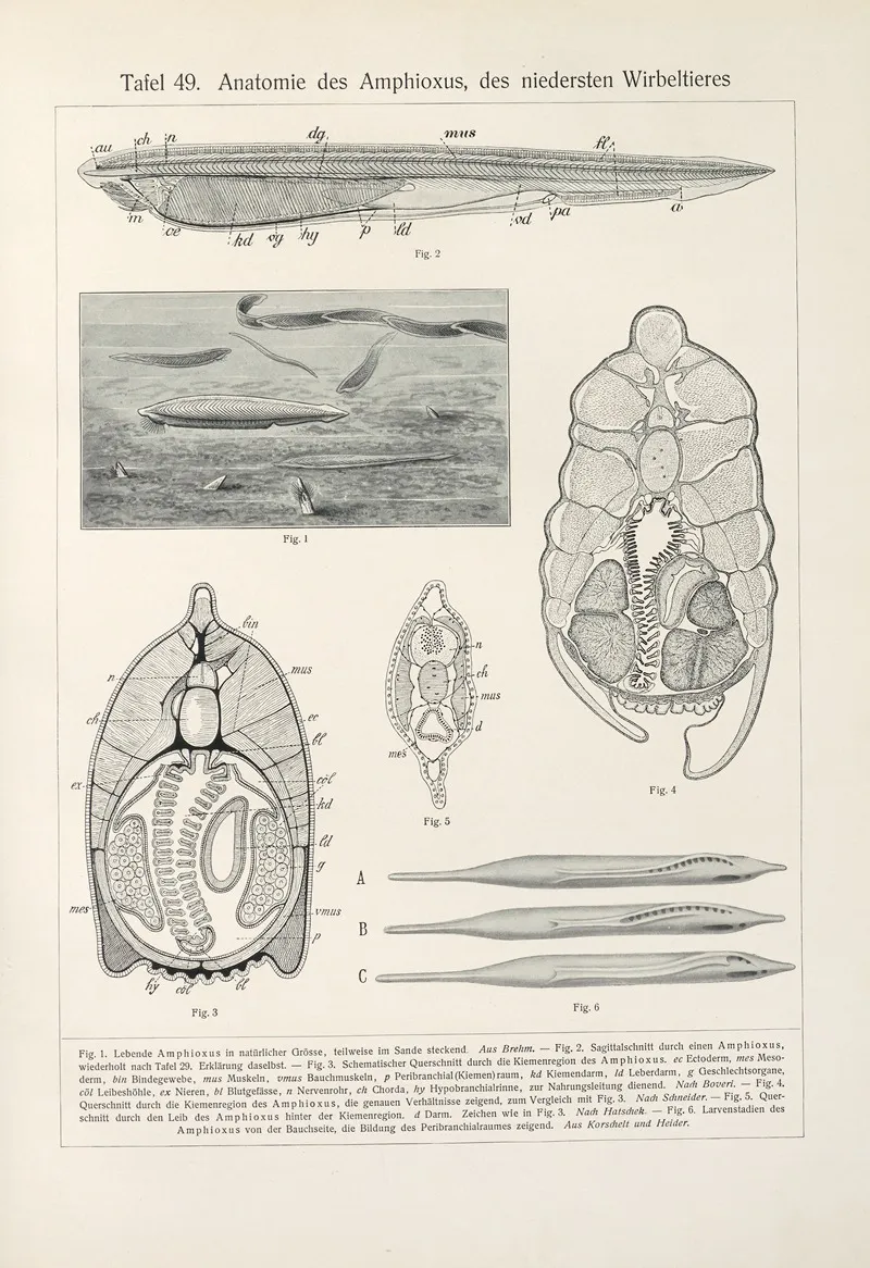 Anatomie Des Amphioxus Des Niedersten Wirbeltieres by Konrad Guenther - Canvas Print
