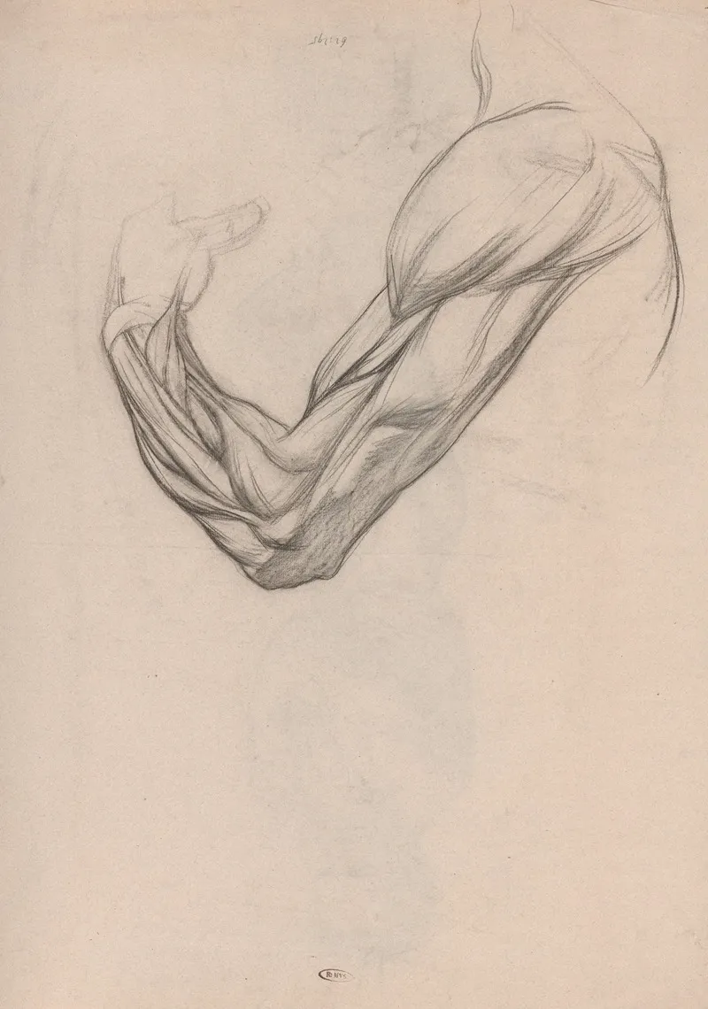 Anatomische Studie Van De Spieren Van Een Rechterarm