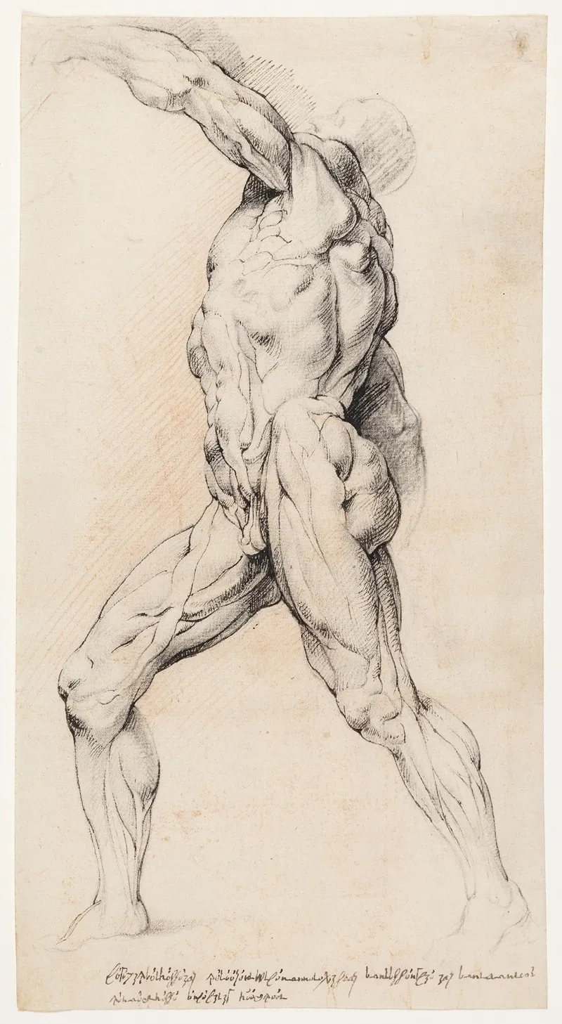 Anatomisk Studie Ecorche En Gaende Flaet Mand Med Loftet Venstre Arm Venstre Drejet by Willem Panneels - Canvas Print