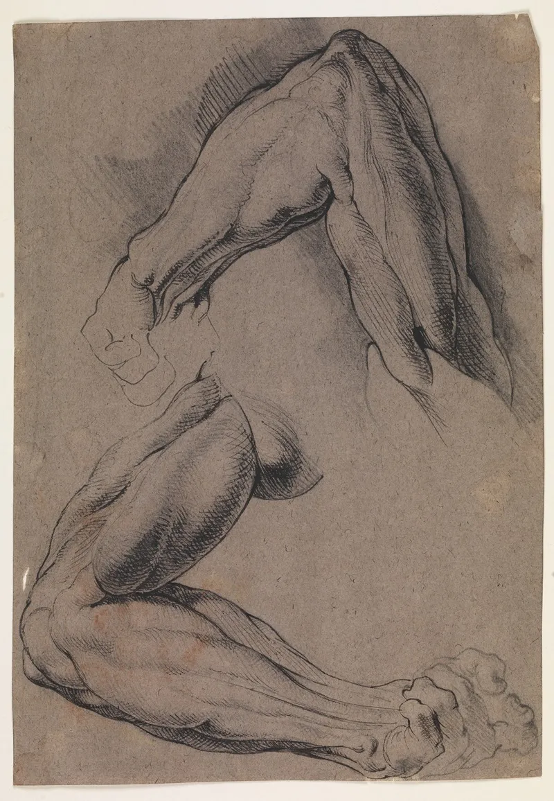 Anatomisk Studie Ecorche To Studier Af En Mands Flaede Venstre Arm by Willem Panneels - Canvas Print