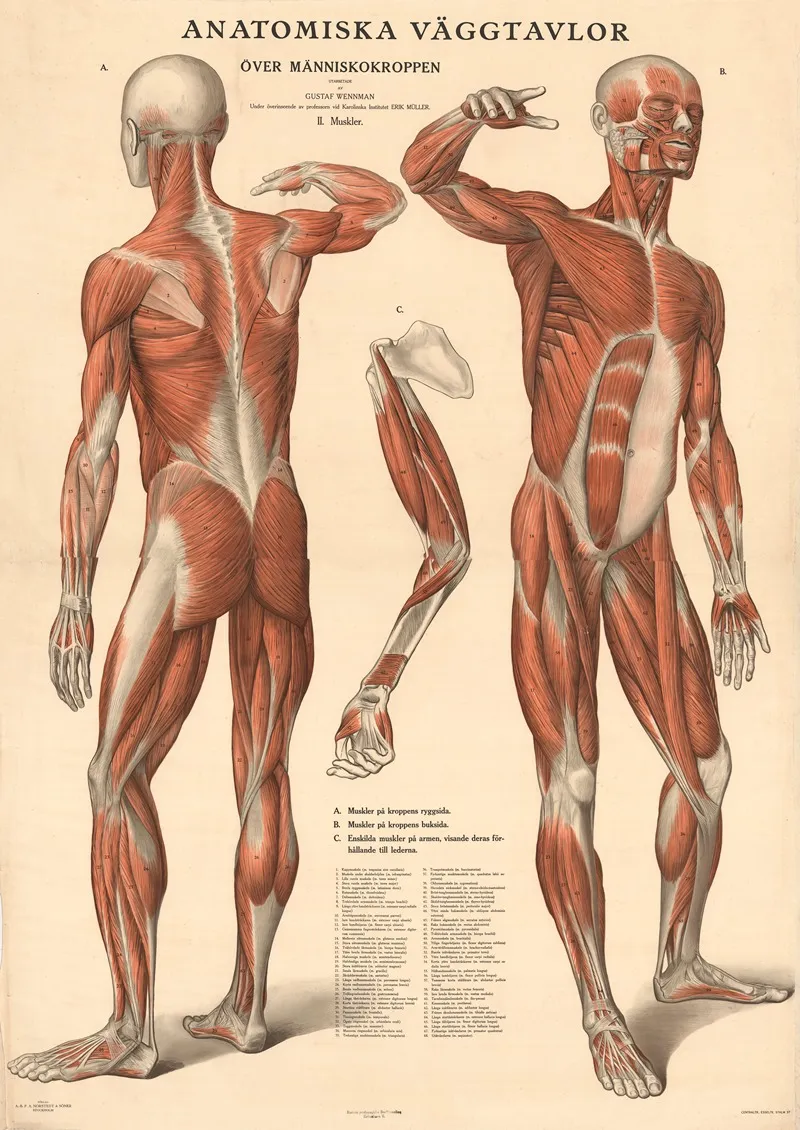 Anatomiska Vaggtavlor Over Manniskokroppen by Gustav Wennmann - Canvas Print