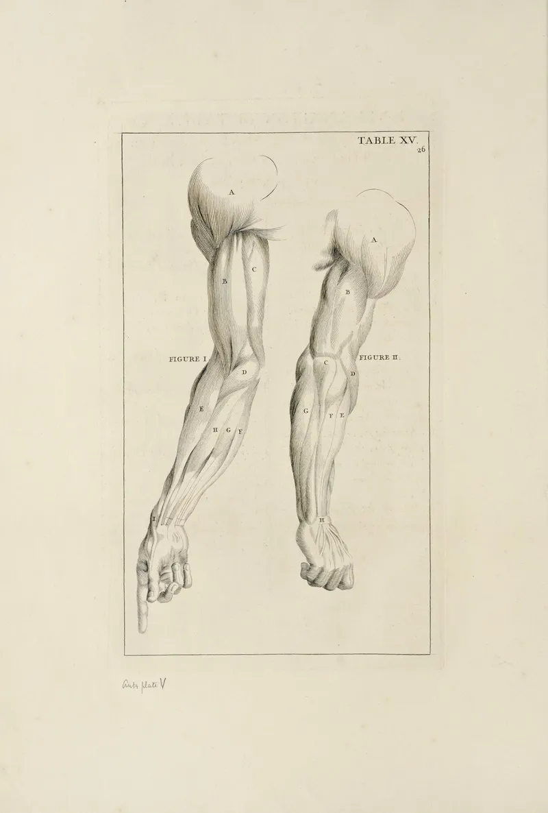 Anatomy Improvd And Illustrated With Regard To The Uses Thereof In Designing Pl 15 by Michael van der Gucht - Canvas Print