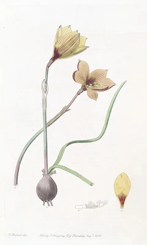 Andersons Habranthus
