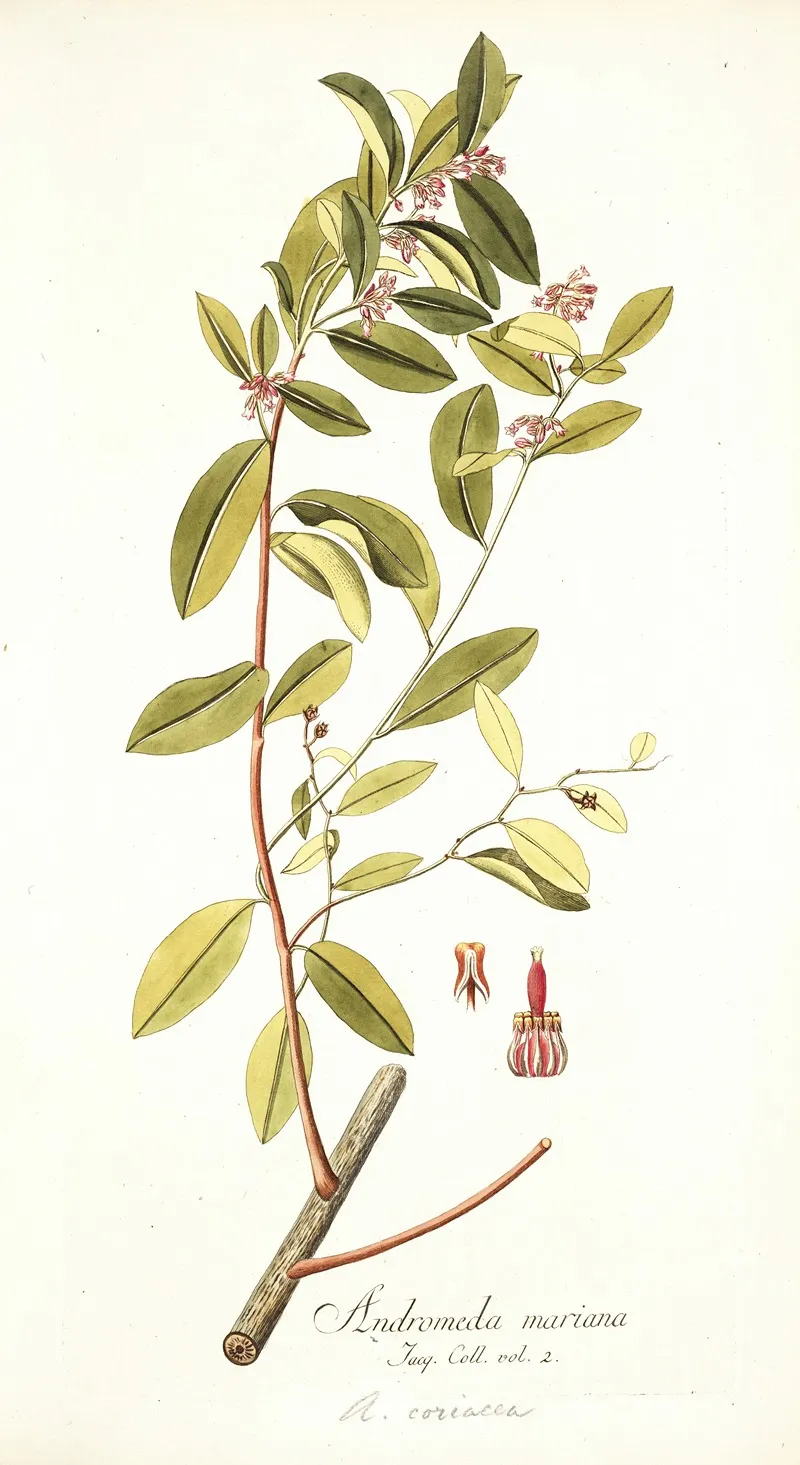 Andromeda Coriacea