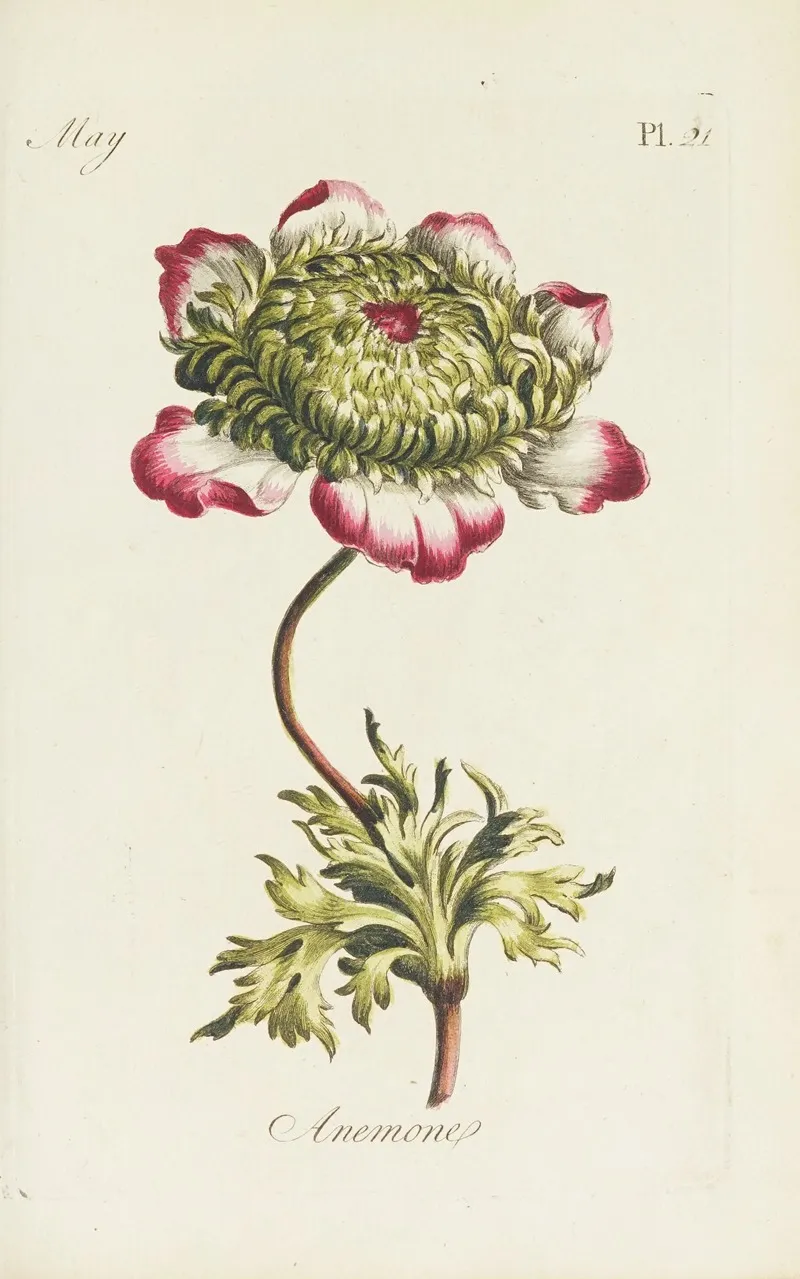 Anemone 3 by Carington Bowles - Canvas Print