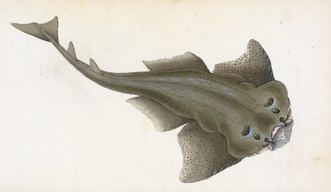 Angel Shark Squalus Squatina by Edward Donovan - Canvas Print