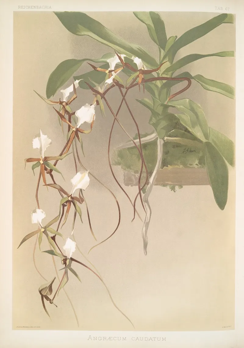 Angraecum Caudatum by Frederick Sander - Canvas Print