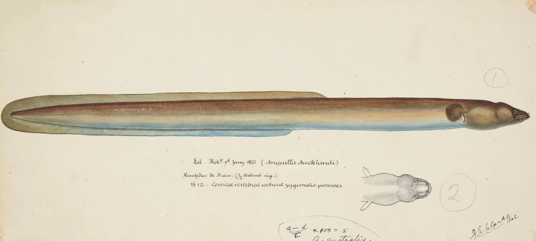 Anguilla Dieffenbachii