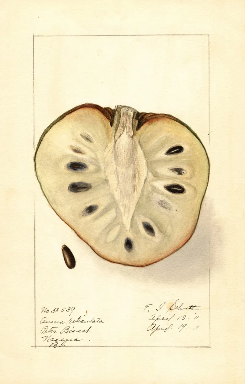 Annona Reticulata 4 by Ellen Isham Schutt - Canvas Print