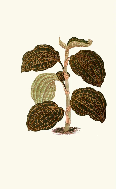 Anoectochilus Setaceus