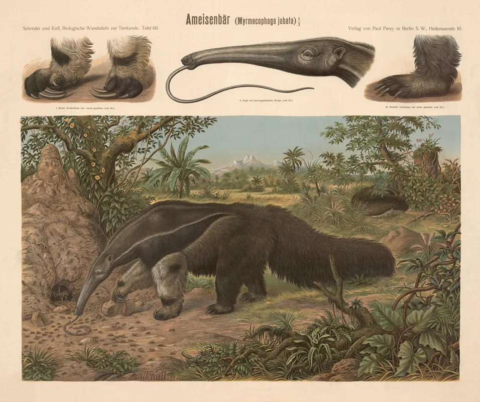 Anteater Myrmecophaga Jubata