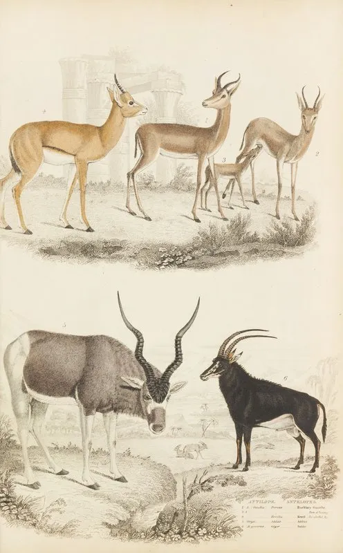 Antelopes 2