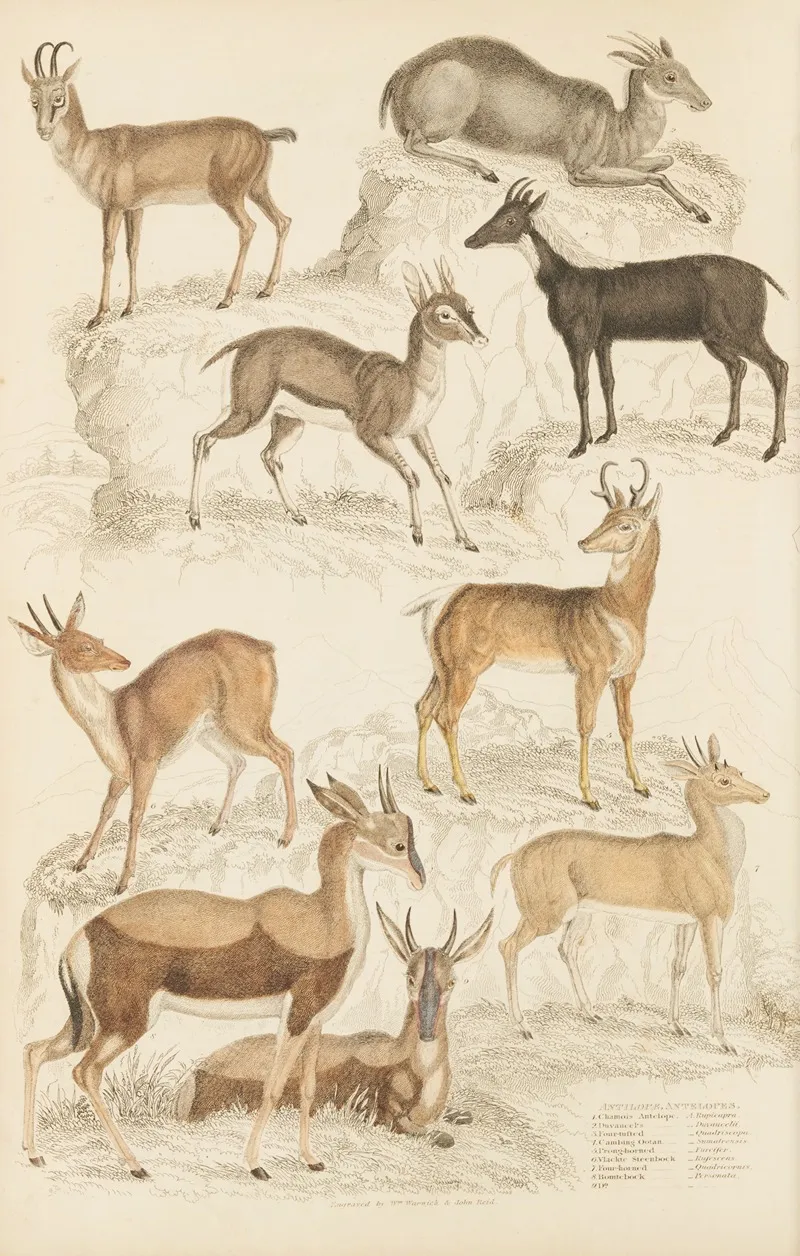 Antelopes
