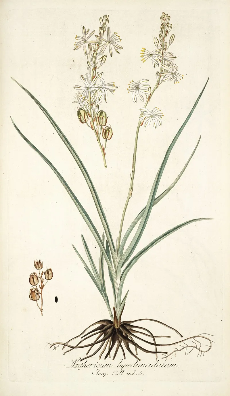 Anthericum Bipedunculatum