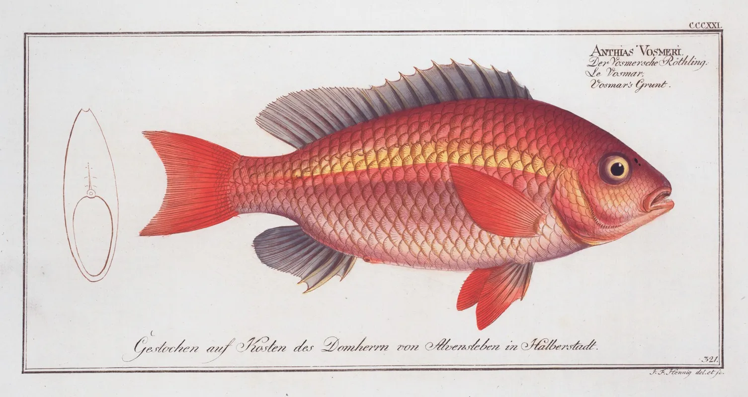 Anthias Vosmeri Vosmars Grunt by Marcus Elieser Bloch - Canvas Print
